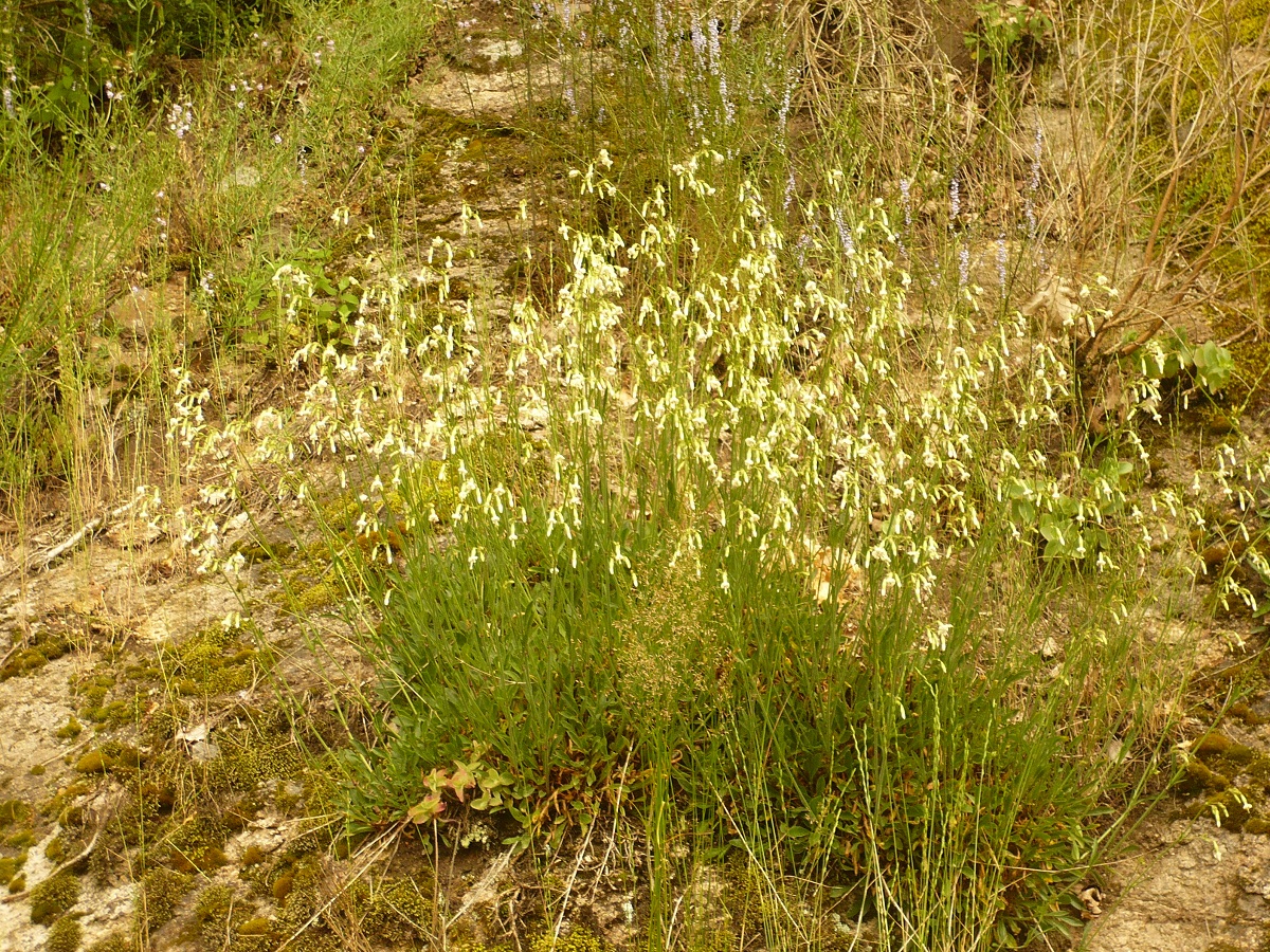 Silene nutans subsp. nutans (Caryophyllaceae)